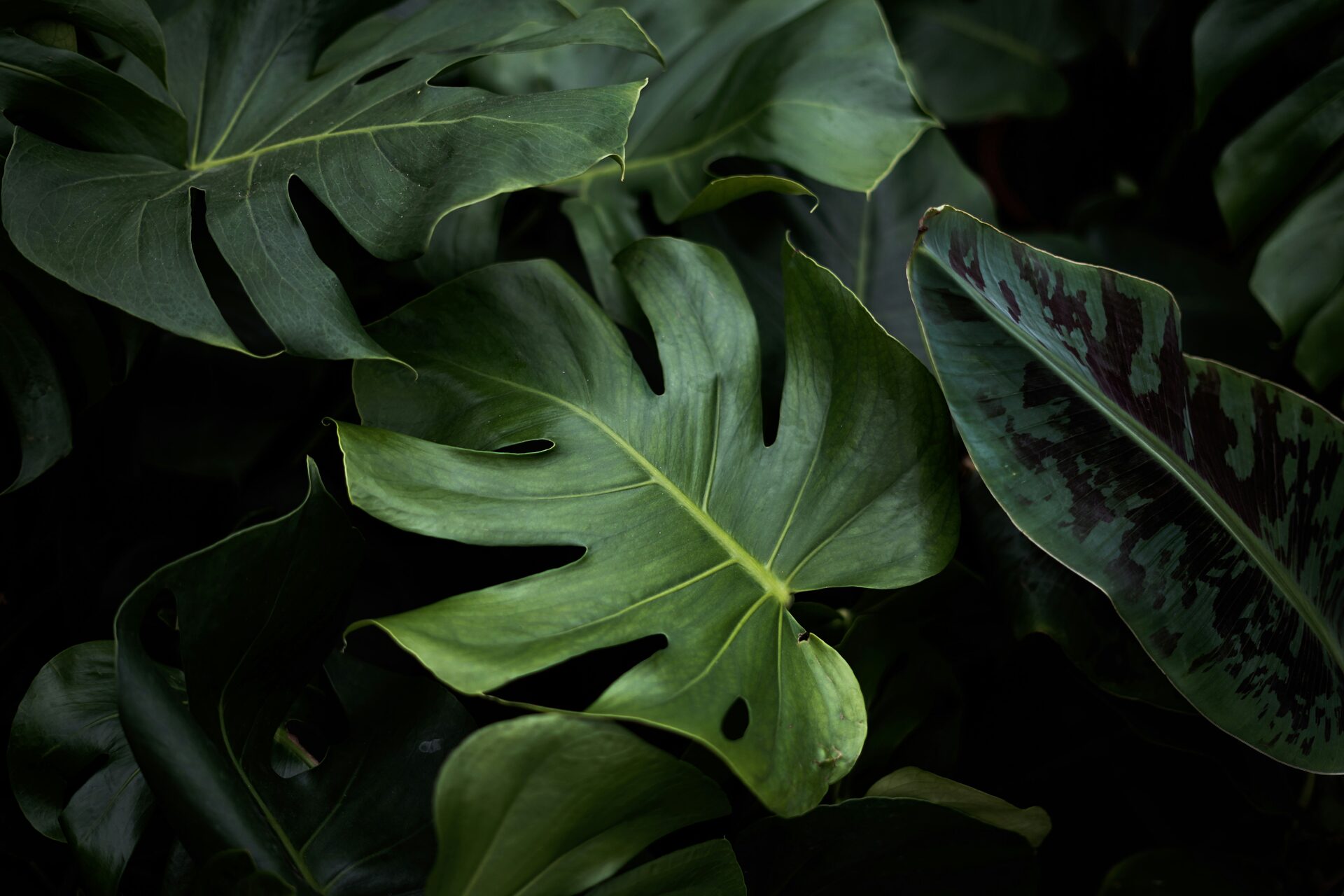 Folhagem tropical densa em tons de verde profundo